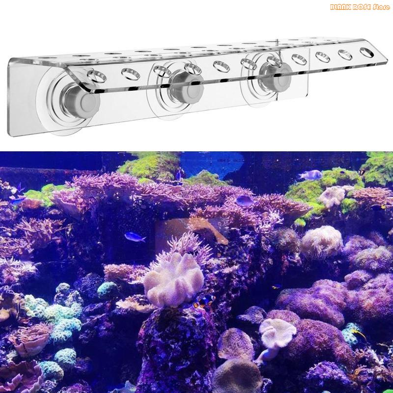 K1AE Porta-frammenti per coral - Reef Aquarium recensione e prezzo
