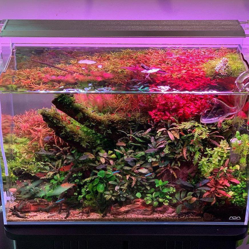 WEEK AQUA Luce LED Vivida per  - Reef Lighting recensione e prezzo
